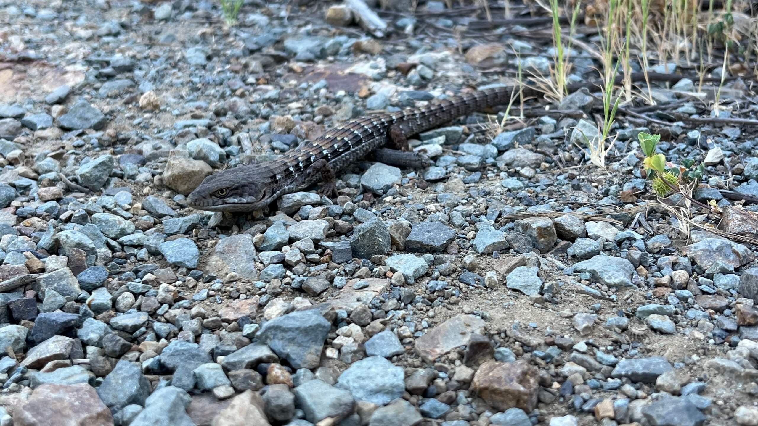 Alligator lizard on the San Diego River Trail climb.