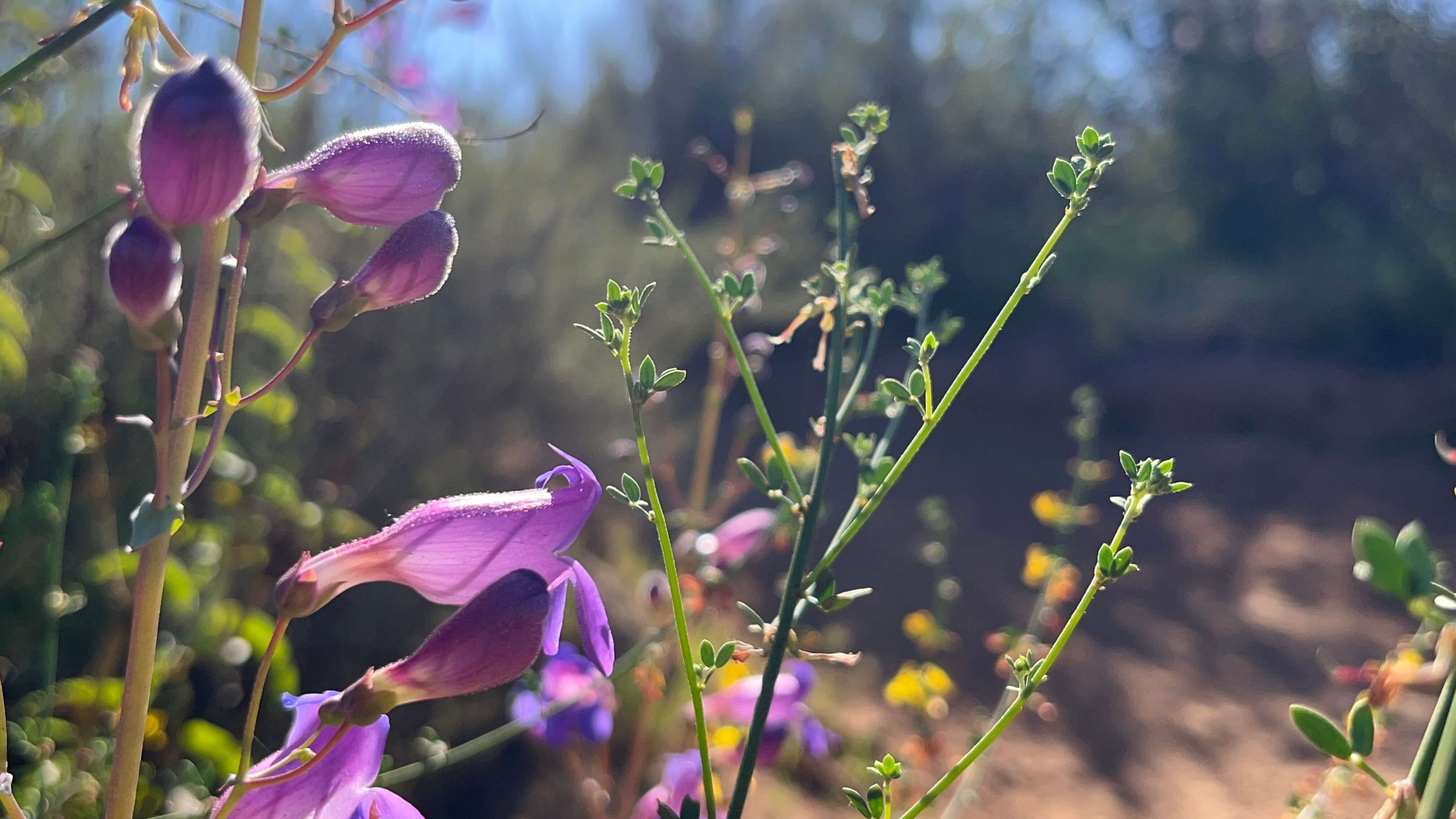 On the trail. Purple and yellow flowers in San Diego's spring.