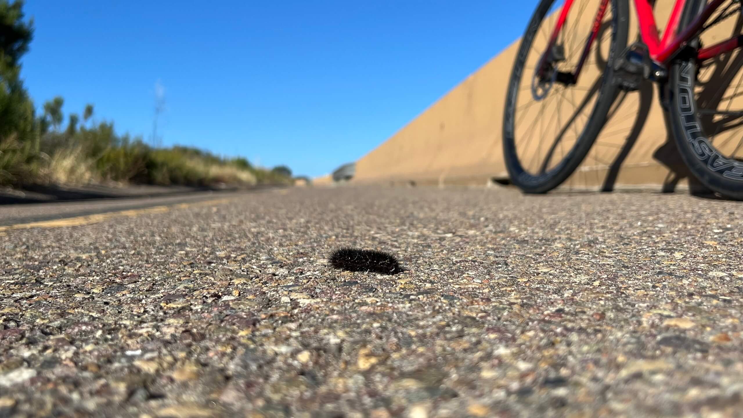 Caterpillar on the HWY 52 bike path